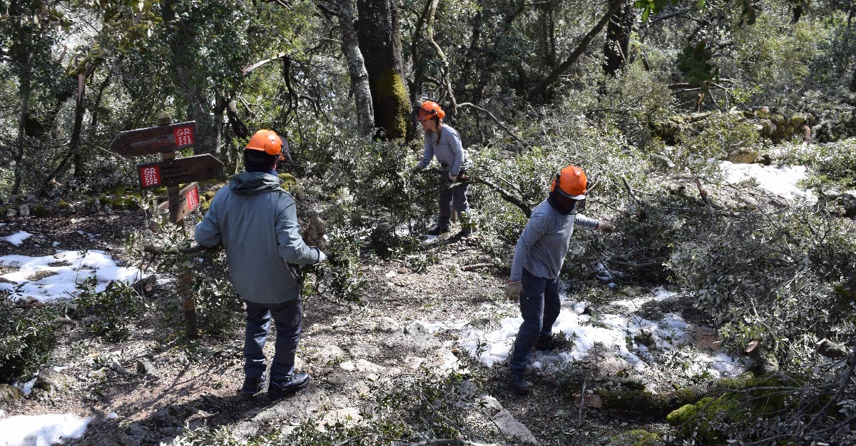 Limpieza forestal de diferentes tramos de la Ruta de Pedra en Sec afectados por la borrasca Juliette