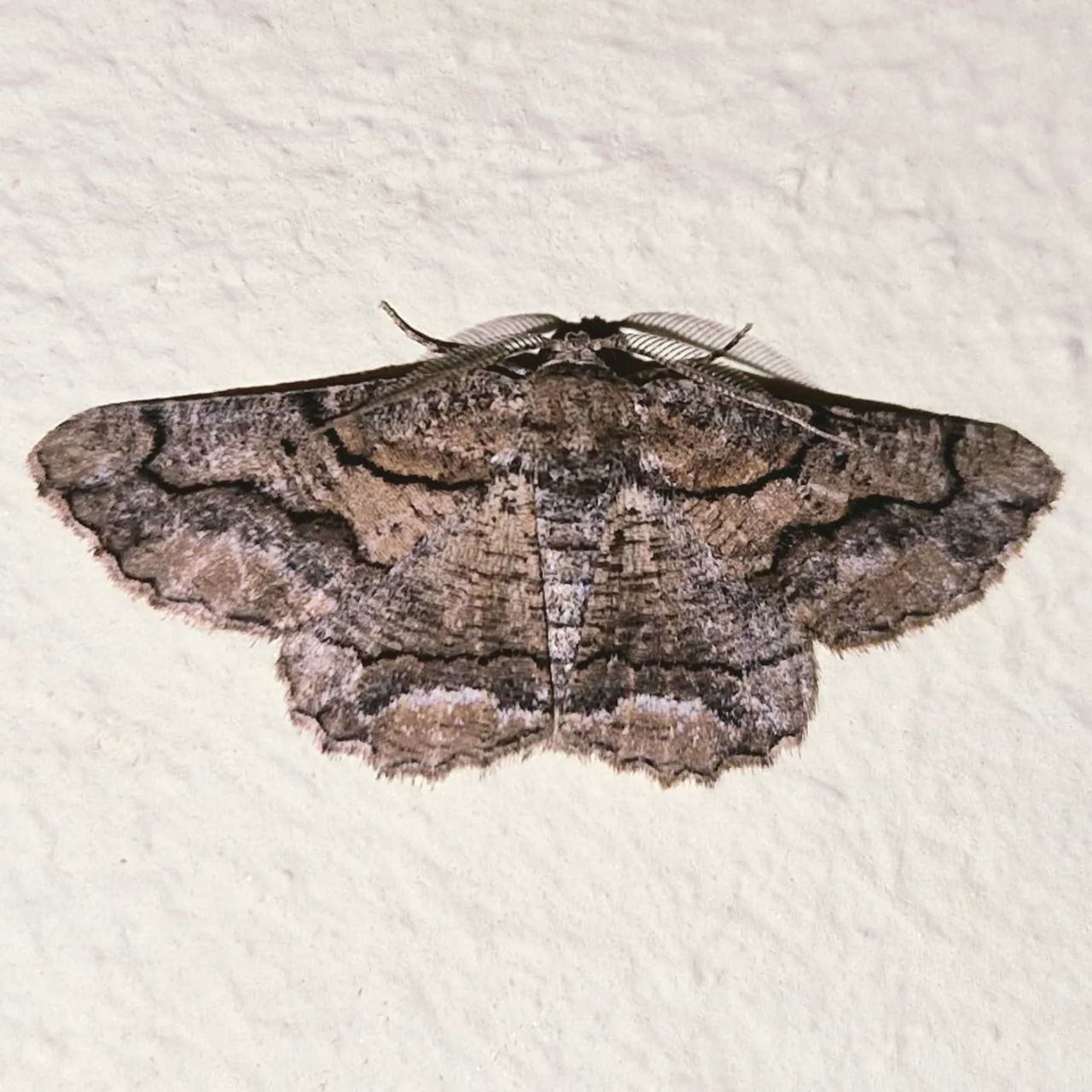 Una muestra de mariposa nocturna.