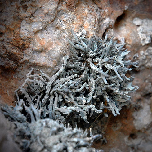 Los líquenes son organismos simbióticos formados por un hongo y un alga. La urchilla tiene forma alargada, de cabellera, y después del verano presenta este color grisáceo © Fotos: Gabriel Lacomba